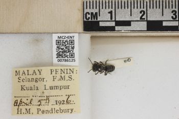 Media type: image;   Entomology 786125 Aspect: Labels